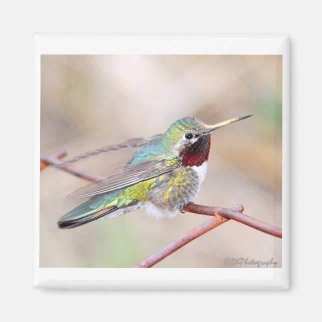 Hummingbird Series Magnet (Vorne)