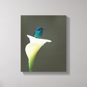 Hummingbird sitzt in einer Calla Lilly Leinwanddruck