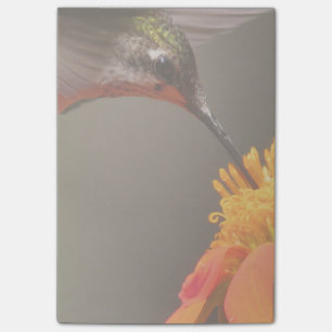 Hummingbird Sonnenblume Blume Blumengarten Post-it Klebezettel