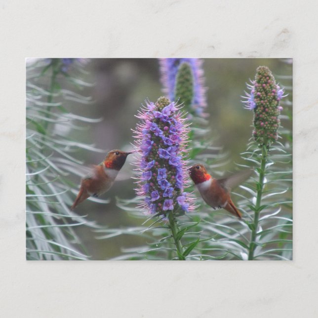 Hummingbird-Spiel Postkarte (Vorderseite)