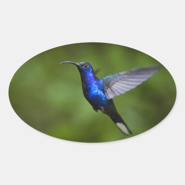 HUMMINGBIRD STICKER (Vorderseite)