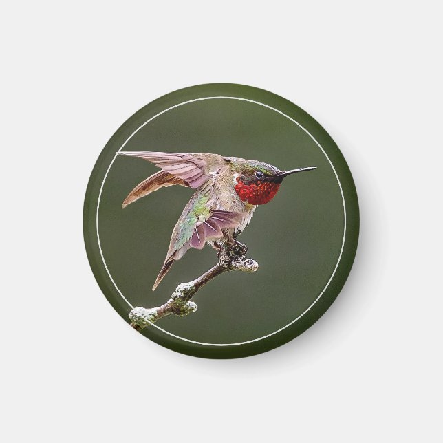 Hummingbird Stretches Magnet (Vorne)
