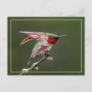 Hummingbird Stretches Postkarte
