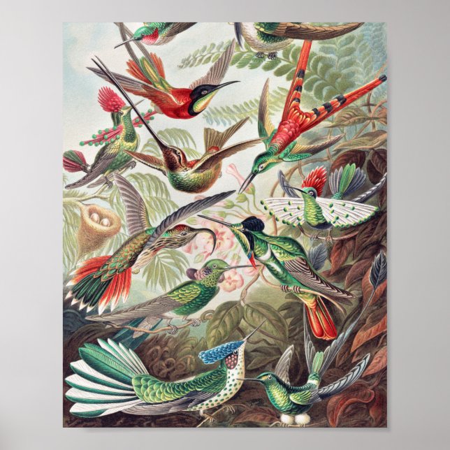 Hummingbird, Trochilidae Kolibris by Ernst Haeckel Poster (Vorne)