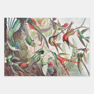 Hummingbird, Trochilidae Kolibris von Ernst Haecke Geschenkpapier Set