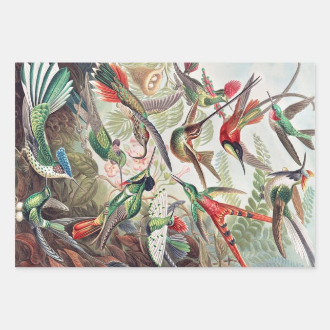 Hummingbird, Trochilidae Kolibris von Ernst Haecke Geschenkpapier Set (Vorderseite)