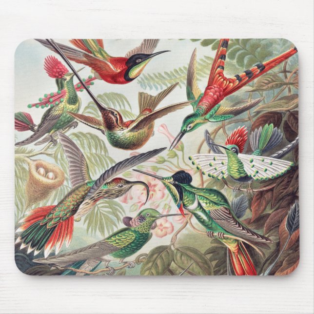 Hummingbird, Trochilidae Kolibris von Ernst Haecke Mousepad (Vorne)