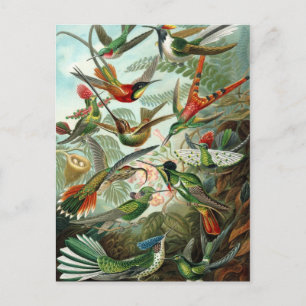 Hummingbird (Trochilidae) von Haeckel Postcard Postkarte
