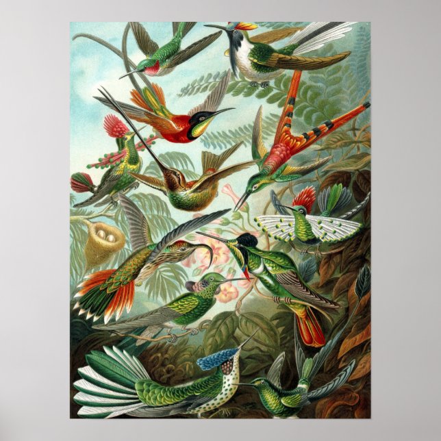 Hummingbird (Trochilidae) von Haeckel Poster (Vorne)