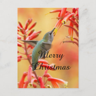 Hummingbird umgeben von Yucca, Frohe Weihnachten