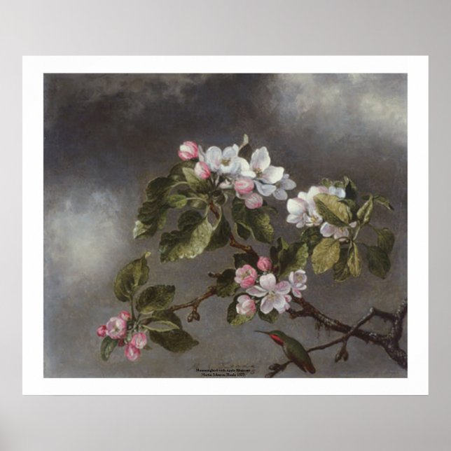 Hummingbird und Apple Blossoms Martin J. Heade Poster (Vorne)