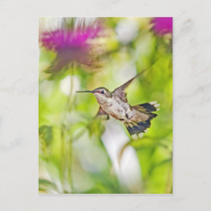 Hummingbird und Bee Balm Postkarte