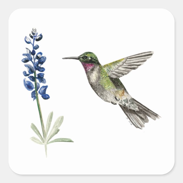 Hummingbird und Bluebonnet Quadratischer Aufkleber (Vorderseite)