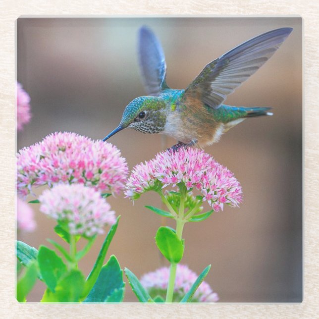 Hummingbird und Blume Glasuntersetzer (Vorderseite)