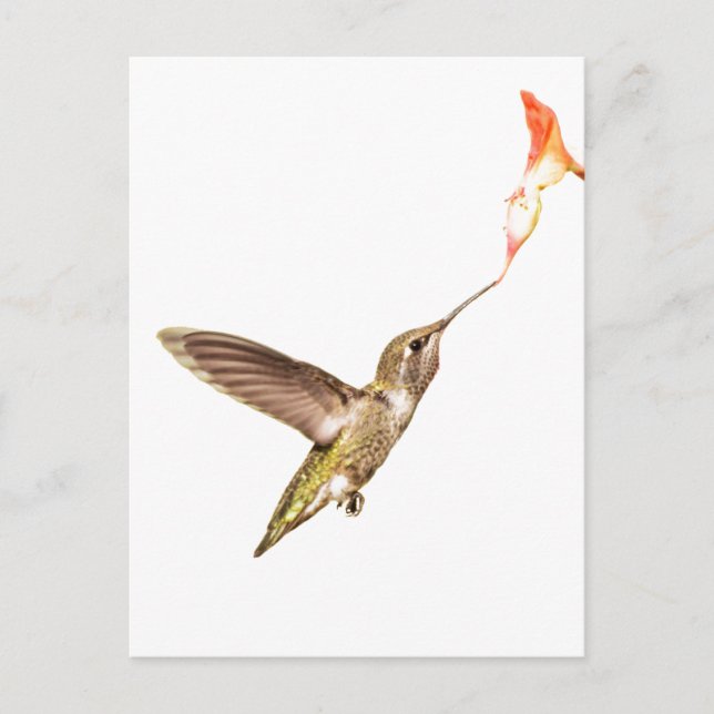 Hummingbird und die Blume Postkarte (Vorderseite)
