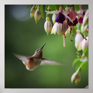Hummingbird und Fushia Blume Pflanze drucken Poster