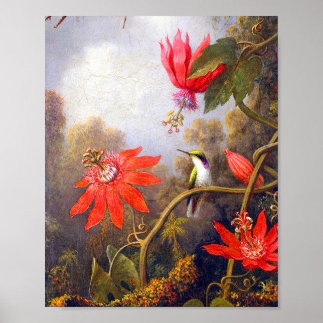 Hummingbird und Passiflora von Martin Johnson Head Poster (Vorne)