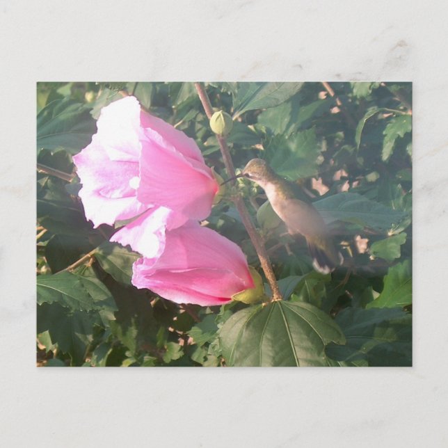 Hummingbird und Rose Sharon Postkarte (Vorderseite)