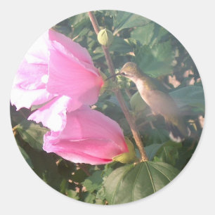 Hummingbird und Rose Sharon Runder Aufkleber