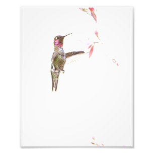 Hummingbird und Single Blume Fotodruck