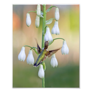 Hummingbird und Summer Hyacinth Fotodruck