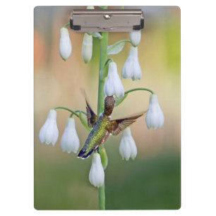 Hummingbird und Summer Hyacinth Klemmbrett