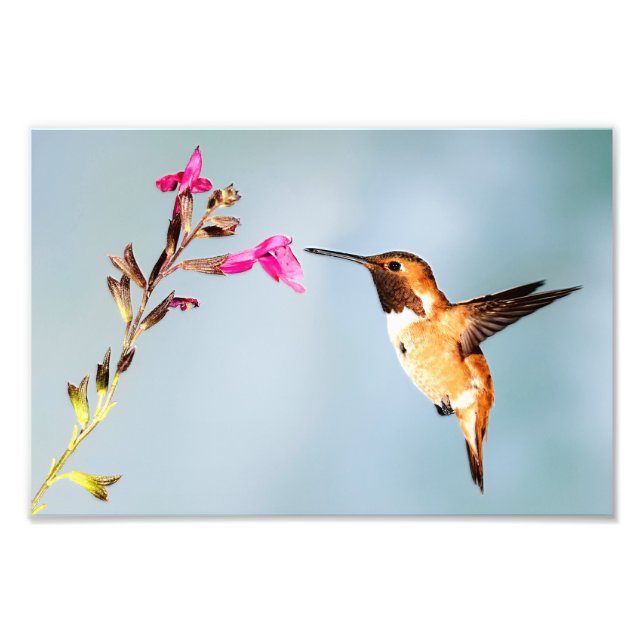 Hummingbird Wild in Nature Fotodruck (Vorne)