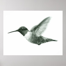 Hummingbird Zeichnend Poster