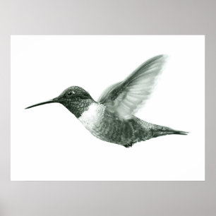 Hummingbird Zeichnend Poster