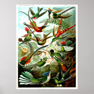 Hummingbirds 1904 von Ernst Haeckel. Poster