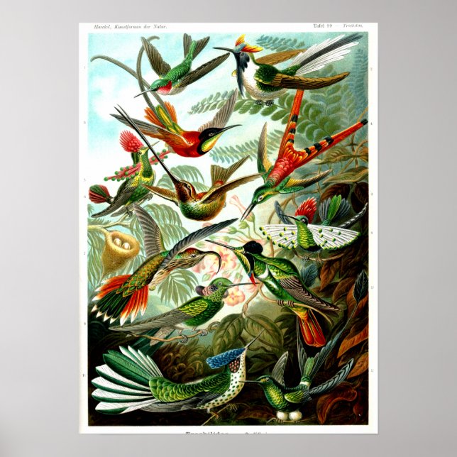 Hummingbirds 1904 von Ernst Haeckel. Poster (Vorne)