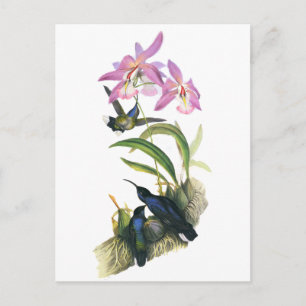 Hummingbirds and Pink Orchids Postkarte