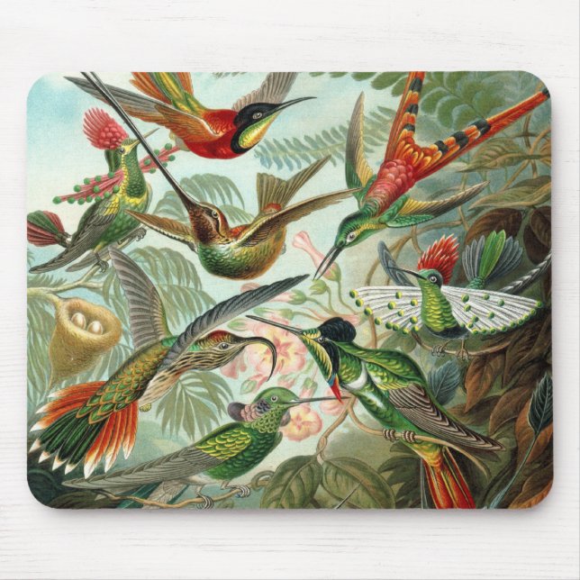 Hummingbirds by Ernst Haeckel, Vintage Vogelbäume Mousepad (Vorne)