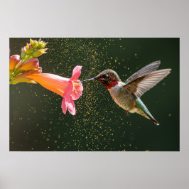 Hummingbird's Nectar Glow Poster