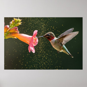 Hummingbird's Nectar Glow Poster