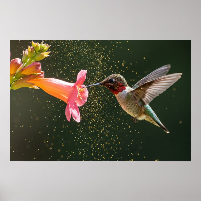 Hummingbird's Nectar Glow Poster (Vorne)