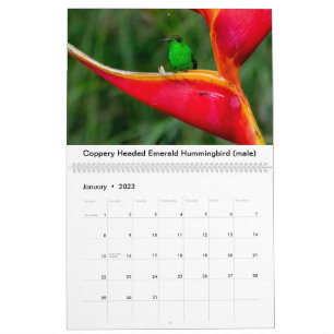 Hummingbirds of Costa Rica Calendar Kalender