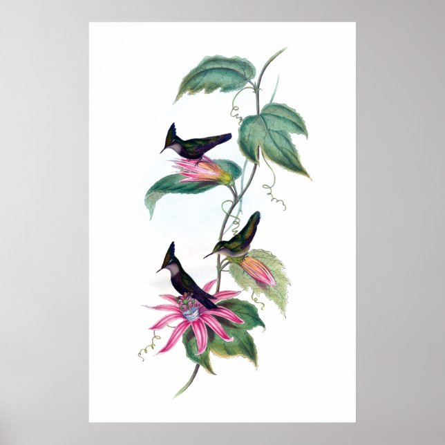 Hummingbirds Poster (Vorne)