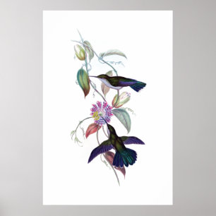 Hummingbirds Poster