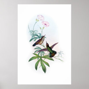 Hummingbirds Poster