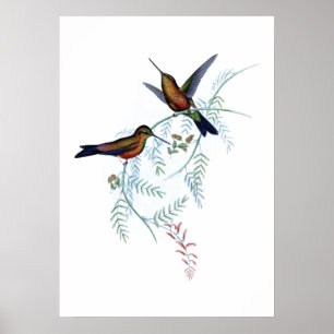 Hummingbirds Poster