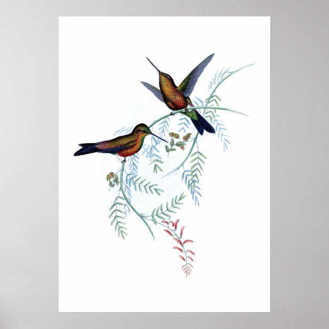Hummingbirds Poster (Vorne)