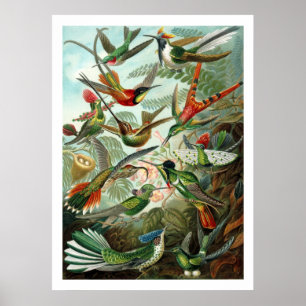 Hummingbirds-Poster Poster