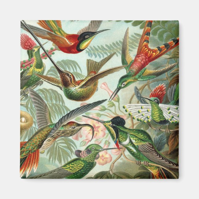 Hummingbirds Square Magnet (Vorne)