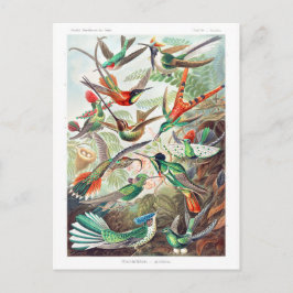 Hummingbirds Trochilidae Kolibris von Ernst Haecke Postkarte