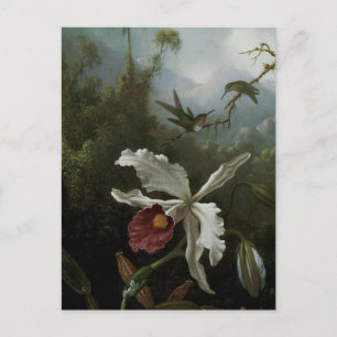 Hummingbirds und White Orchid von Martin J. Heade Postkarte