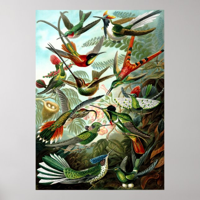Hummingbirds von Ernst Haeckel Poster (Vorne)