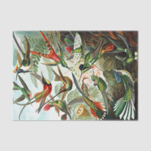 Hummingbirds von Ernst Haeckel Seidenpapier