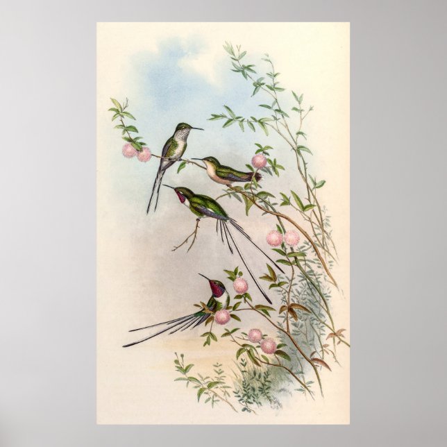 Hummingbirds von John Gould Poster (Vorne)