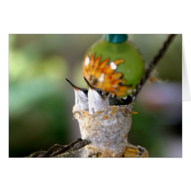 Hummingvögel (Vorderseite (Horizontal))